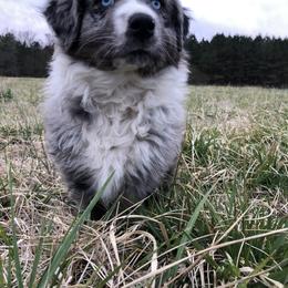 Australian Shepherd and French Bulldog Puppies from Skinner Hill Farm