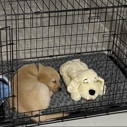 Golden Retriever Puppies from All shades Golden