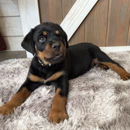 Kali - Black and tan female Rottweiler puppy in Newfoundland, Pennsylvania from Poconopaws