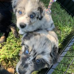 Australian Shepherd Puppies from Crown C Aussies