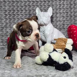 Scarlet Witch - Red female Boston Terrier puppy in Millers Creek, North Carolina from Tumbling Shoals Hilltop Bostons