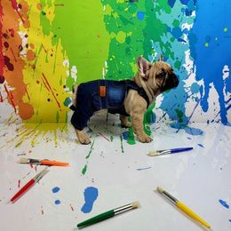 Bulldog and French Bulldog Puppies from AdoraBull Bulldogs