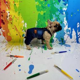 Bulldog and French Bulldog Puppies from AdoraBull Bulldogs