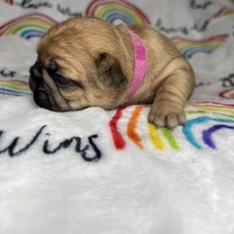 French Bulldog Puppies from Carter’s Kennel