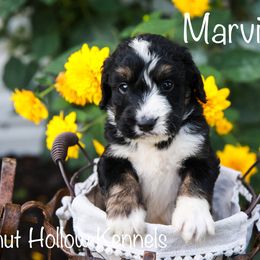 Bernedoodle Puppies from Walnut Hollow Kennels