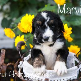 Bernedoodle Puppies from Walnut Hollow Kennels