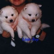 American Eskimo Dog Puppies from Fissan Kennel