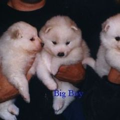 American Eskimo Dog Puppies from Fissan Kennel
