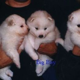 American Eskimo Dog Puppies from Fissan Kennel
