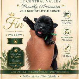 Fin - Black and gold male Yorkshire Terrier puppy in Patterson, California from Luxe Yorkies of Central Valley