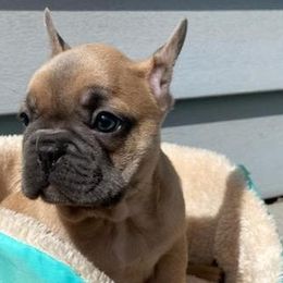 French Bulldogs from ABSEE Puppies