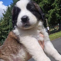 River - Red and white female Saint Bernard puppy in Castle Rock, Washington from PNW Saint Berdoodles