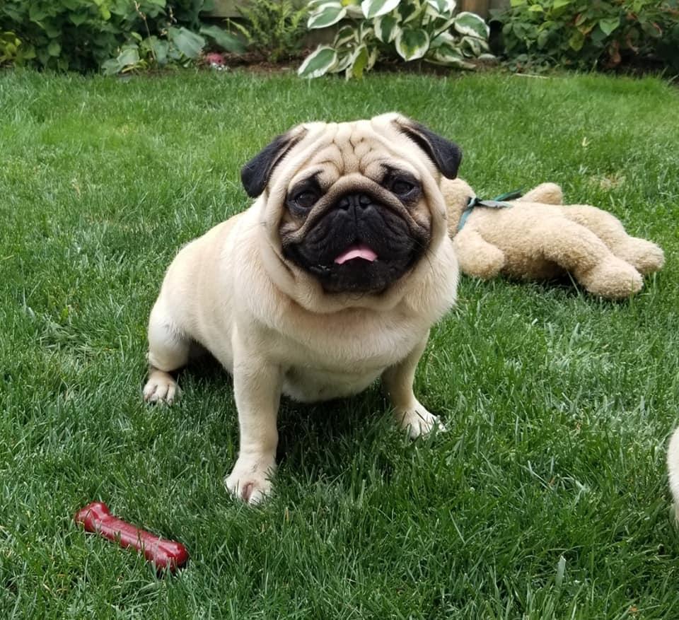 ●PUG様 おまとめ依頼分　＊　4点おまとめ Colossal Pugs in Oregon | Pug puppies | Good Dog