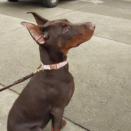 Lady Heloise - Red and rust female Doberman Pinscher puppy in Chagrin Falls, Ohio from Schloss Velburg Dobermanns
