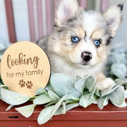Star - Merle female Pomsky puppy in Antioch, California from Golden State Pomskies