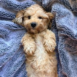 Maltipoo puppies from The Golden Rule Doodles and Poos