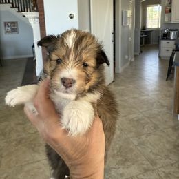 Shetland Sheepdog puppies from Az K9 Companions