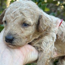 Arthur - Cream male Poodle puppy in Orlando, Florida from Denise’s Puppies