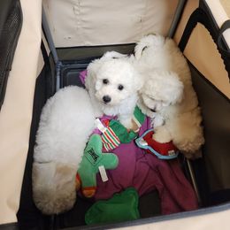 4 - White female Bichon Frise puppy in Selma, North Carolina from Havenkennels