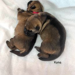 German Shepherd Puppies from Platzhirsch German Shepards