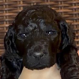 Raven - Black male Goldendoodle puppy in Wake Forest, North Carolina from Wake Forest Darling Doodles