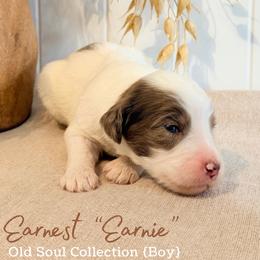 Earnest (Earnie) - Parti male Goldendoodle puppy in Livermore, Colorado from Heritage Hills Family Doodles