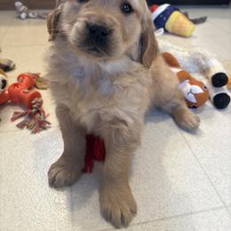 Trusty - Golden female Golden Retriever puppy in Grant County, Indiana from On The Sunny Side Pavey Farms