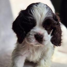 Yellow - male Cocker Spaniel puppy in Jenks, Oklahoma from Northstar Shih Tzu