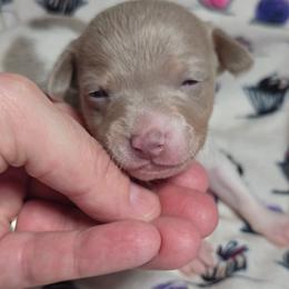 Carmel - Fawn white and tan female Rat Terrier puppy in Rio Vista, California from CaliRats Rat Terriers