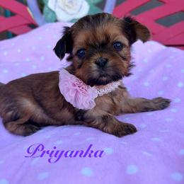 Priyanka - Red female Shih Tzu puppy in Hemet, California from Aloha Shih Tzu