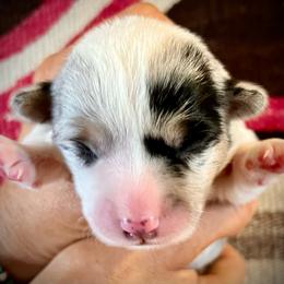 Grumpy - Blue merle and white female American Corgi puppy in Tome, New Mexico from Blue Diamond Welsh corgis