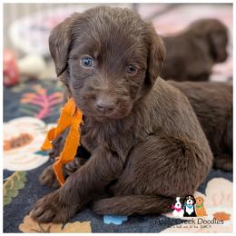 Pick 5 is open. F1 Labradoodle puppies..OFA-Genetics-2 yr warranty. - Chocolate male Labradoodle puppy in Jeddo, Michigan from Apple Creek Doodles