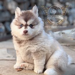 Chiquita - Lavender female Pomsky puppy in Greeley, Colorado from Monarch Pomskies | Northern Colorado