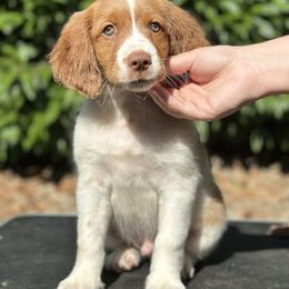 Georgie - Brittany puppy from CoveLake Kennels