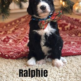 Bernedoodle and Bernese Mountain Dog Puppies from Bernedoodle Buddies