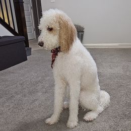 Yuki - Goldendoodle
