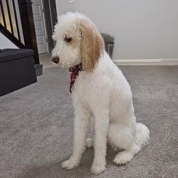Yuki - Goldendoodle