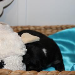Boy 3 - male Australian Koolie puppy in Sioux Falls, South Dakota from Tenacious Koolies