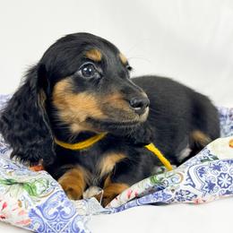 Twix - Black and tan male Dachshund puppy in Sacramento, California from MiniDoxPups