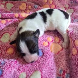 VENUS - White and red female Papillon puppy in Hollister, Missouri from Swan Creek Kennel