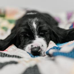 Smoky - Black and white male Basset Hound puppy in Knoxville, Tennessee from Well Hounded Bassets