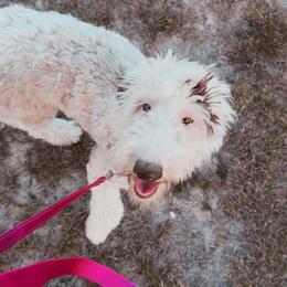 Cruella - Sheepadoodle