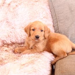 Tucker - Gold male Labradoodle puppy in Apache Junction, Arizona from Loving Doodle