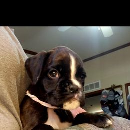 Boxer and Shih Tzu Puppies from L&L European Boxers and Shih Tzus