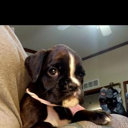 Boxer and Shih Tzu Puppies from L&L European Boxers and Shih Tzus