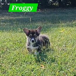 Foggy Little Rascals - Black and tan male Pembroke Welsh Corgi puppy in Redfield, Kansas from Owenby's Corgi's