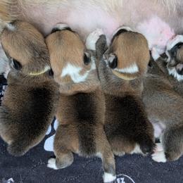 Pembroke Welsh Corgi Puppies from Tammy Gorham Corgis