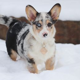 American Corgi Puppies from Diamond Corgis