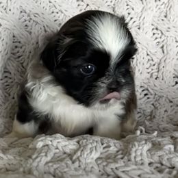 Murph - Tricolor male Shih Tzu puppy in Denton, Maryland from Little Lions the Shih Tzu Kingdom