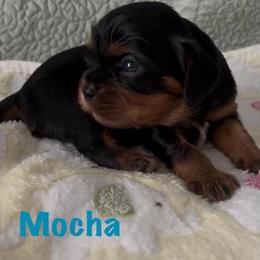 Mocha - Black and tan male Cavalier King Charles Spaniel puppy in Sandstone, Minnesota from Peaceful Garden Cavaliers